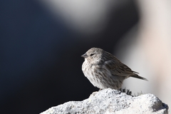 Geospizopsis unicolor