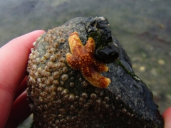 Evasterias troschelii