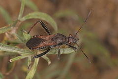 Alydus