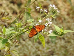Acraea terpsicore