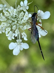 Pimpla pedalis