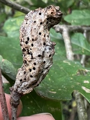 Neuroterus quercusbatatus