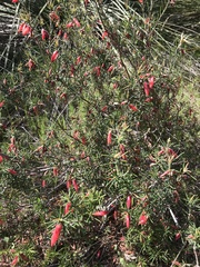 Stenanthera conostephioides