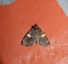 Hydrillodes gravatalis