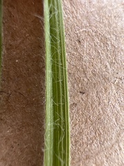 Hypoxis
