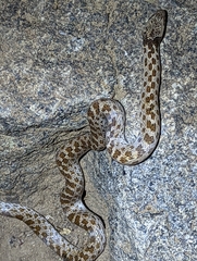 Hypsiglena ochrorhynchus