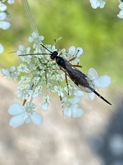 Pimpla pedalis