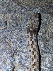 Hypsiglena ochrorhynchus