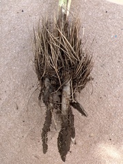 Hypoxis