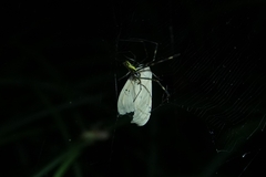 Creatonotos transiens