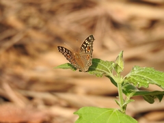 Junonia lemonias