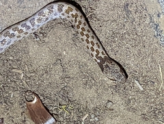 Hypsiglena ochrorhynchus