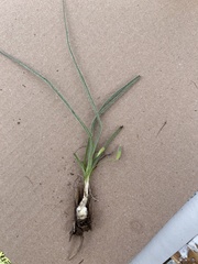 Hypoxis