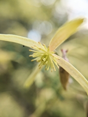 Clematis leptophylla
