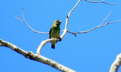 Tersina viridis