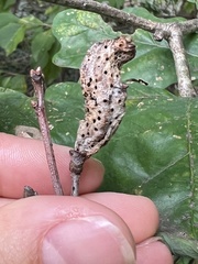 Neuroterus quercusbatatus