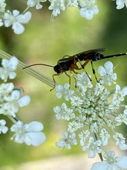 Pimpla pedalis