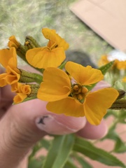 Hypoxis