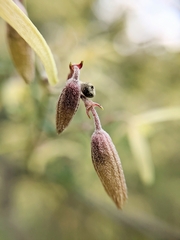 Clematis leptophylla