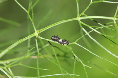 Papilio zelicaon