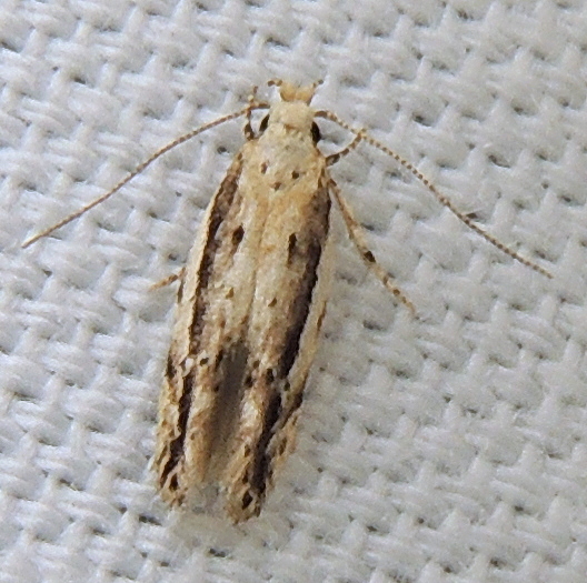 White-edged Coleotechnites Moth
