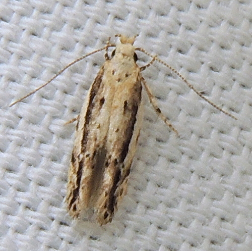 Coleotechnites albicostata (Freeman, 1965)