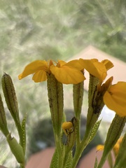 Hypoxis