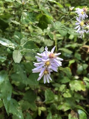 Symphyotrichum shortii