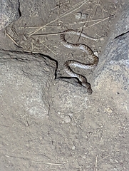 Hypsiglena ochrorhynchus