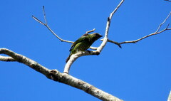 Tersina viridis