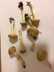 Agaricus diminutivus
