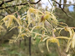 Clematis leptophylla