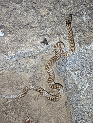 Hypsiglena ochrorhynchus