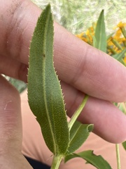 Hypoxis