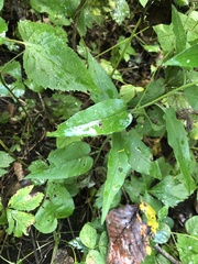 Symphyotrichum shortii