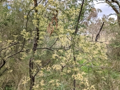 Clematis leptophylla