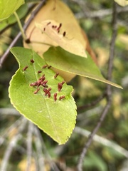 Eriophyes emarginatae