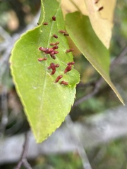 Eriophyes emarginatae