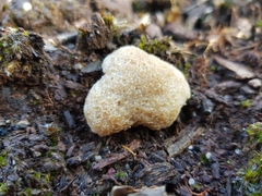 Tubifera glareata