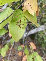 Eriophyes emarginatae