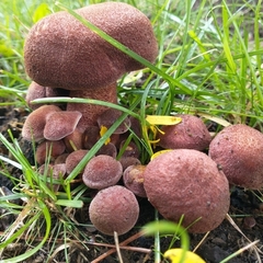 Tricholomopsis rutilans