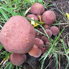 Tricholomopsis rutilans