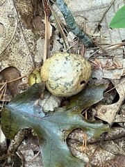 Amphibolips confluenta