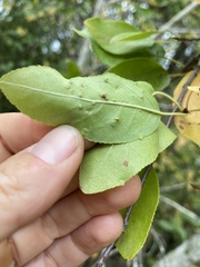 Eriophyes emarginatae