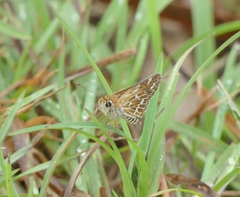 Taractrocera maevius