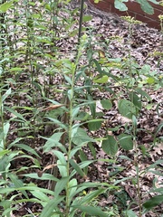 Botryosphaeria dothidea