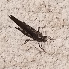 Trimerotropis verruculata