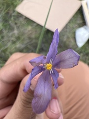 Hypoxis