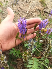 Astragalus laxmannii