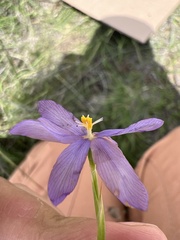 Hypoxis